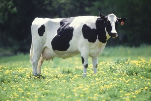 Cow_-_Flickr_-_USDAgov